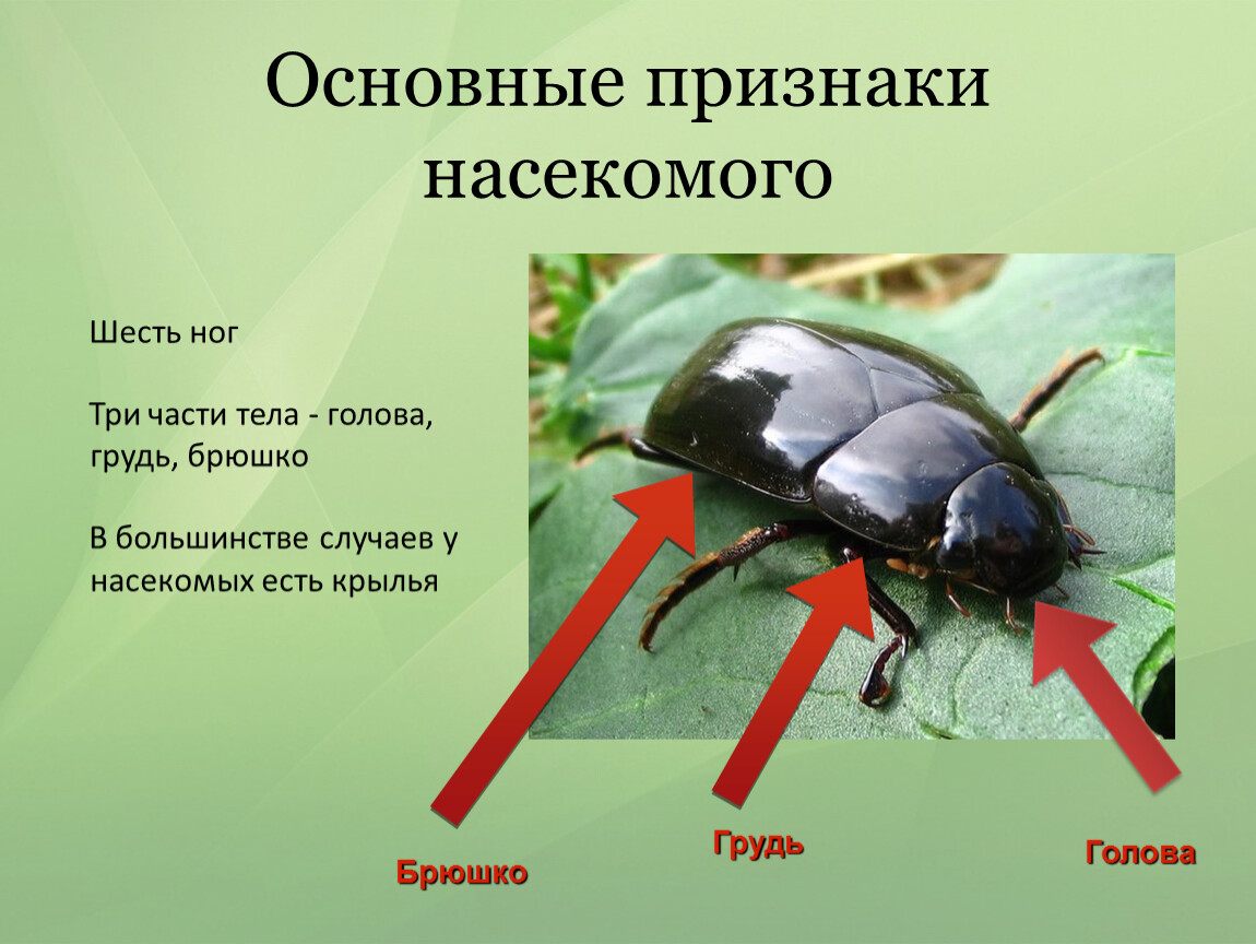 Характерными признаками групп являются. Насекомые Общие признаки насекомых. Отличительные признаки насекомых. Основной признак насекомых. Главный отличительный признак насекомых.