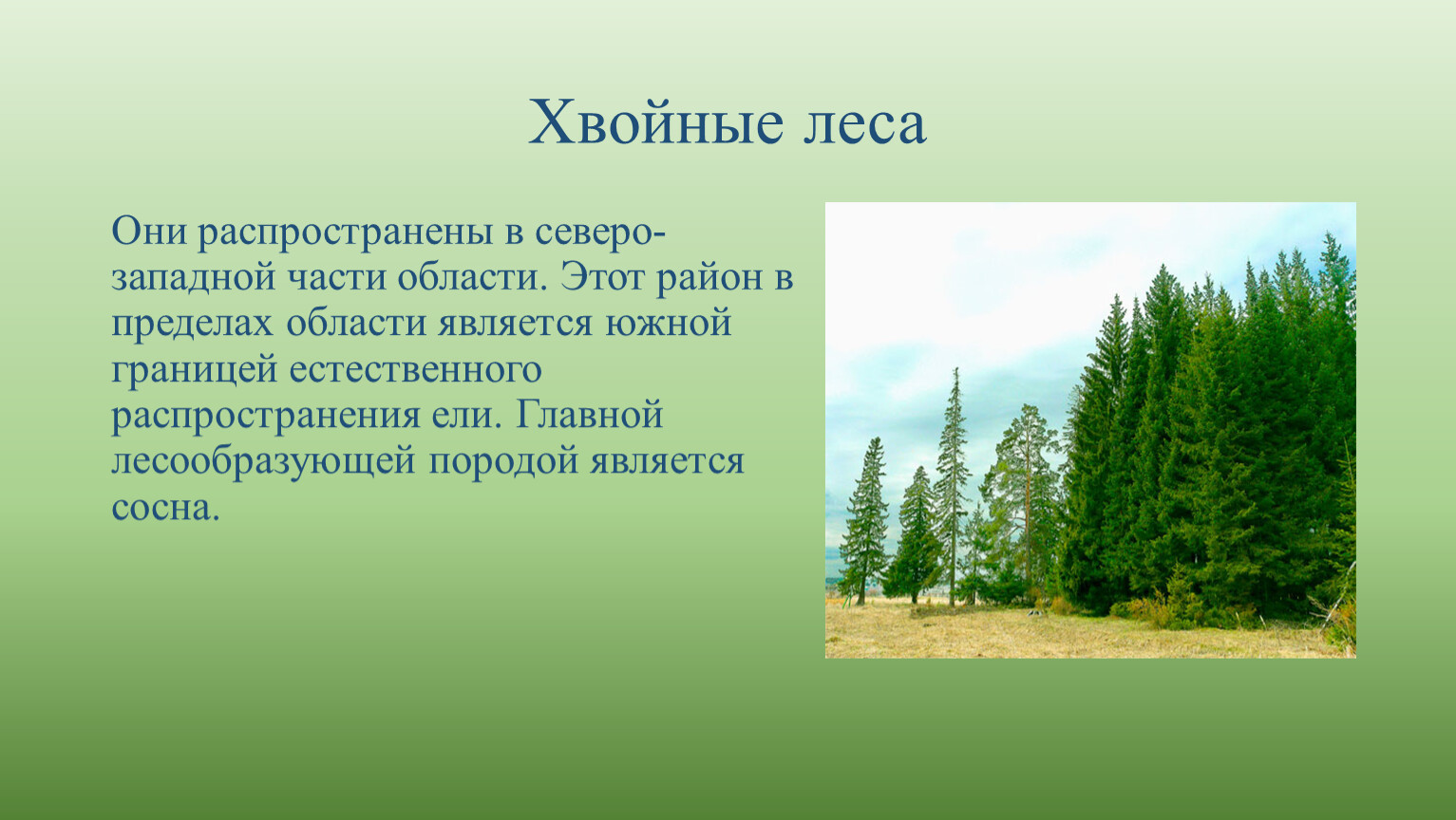 Выберите верные ответы для хвойных лесов характерны. Карта Коми где растет хвойный лес. За слог к слову хвойный лес.