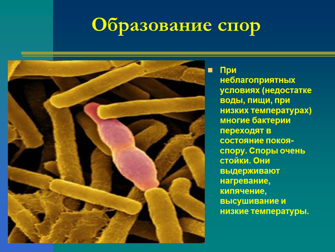 У бактерий активный образ жизни. Бактерии презентация. Информация о бактериях. Презентация на тему бактерии. Бактериальные микроорганизмы.