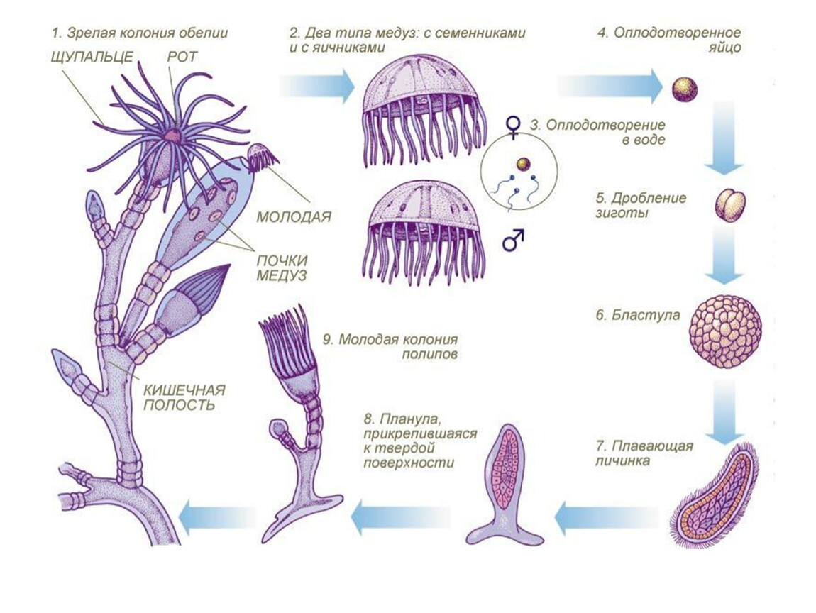 Размножения многоклеточных животных. Жизненный цикл ГИДРОИДА обелии. Размножение гидроидных кишечнополостных. Гидроидный полип обелия. Цикл размножения гидроидного полипа.