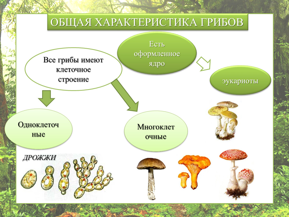 Какие есть группы грибов. Характеристика грибов 6 класс биология. Общая характеристика царства грибов 7 класс биология. Грибы биология общая характеристика. Рост царства грибов.