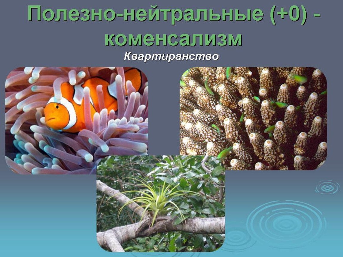 Организмы 7 букв. Комменсализм квартиранство. Симбиоз квартиранство. Симбиотические квартиранство. Квартиранство Тип взаимоотношений.