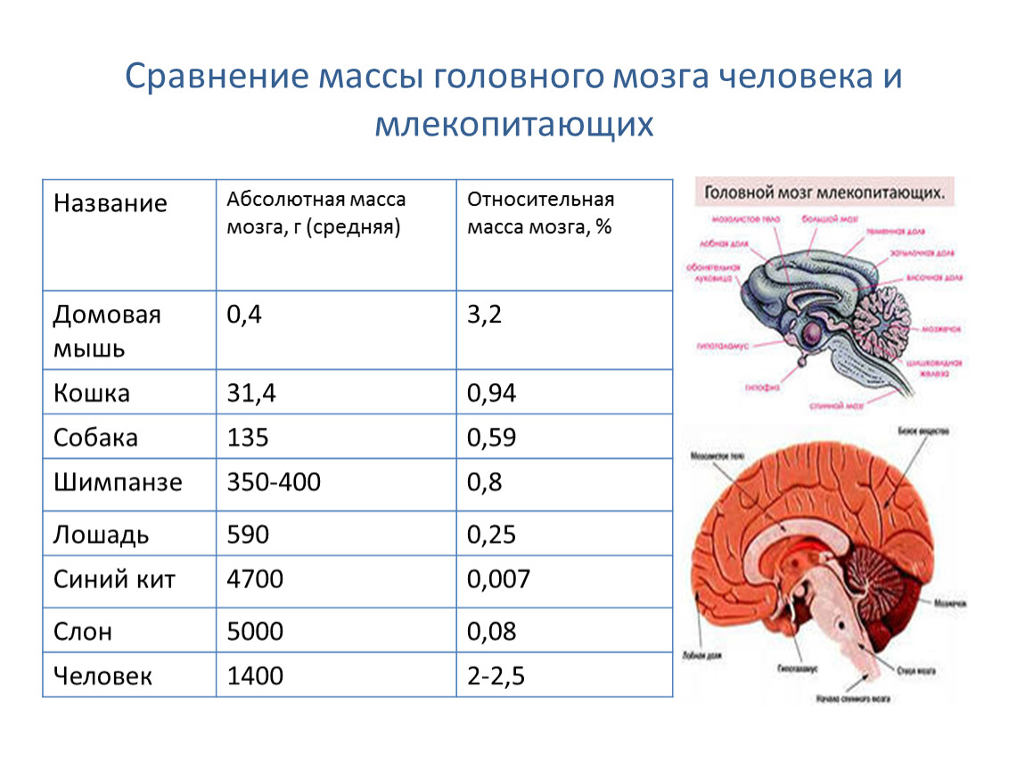 Наиболее развитые отделы головного мозга у млекопитающих. Средняя масса головного мозга человека. 80% От общей массы головного мозга приходится на. Относительная масса мозга человека. Вес головного мозга человека.