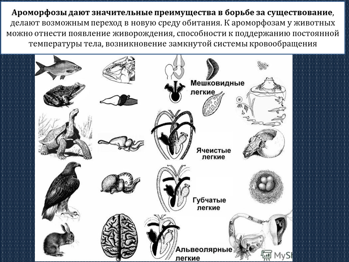 Примеры ароморфоза у птиц