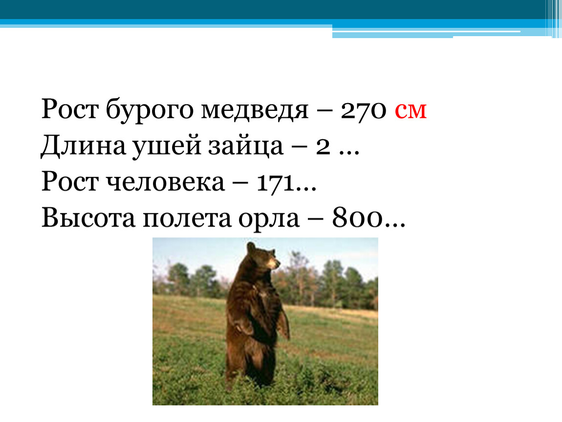 Сколько весит бурый медведь в кг. Бурый медведь вес и рост. Средний вес бурого медведя. Сколько весит бурый медведь. Длина и вес бурого медведя.