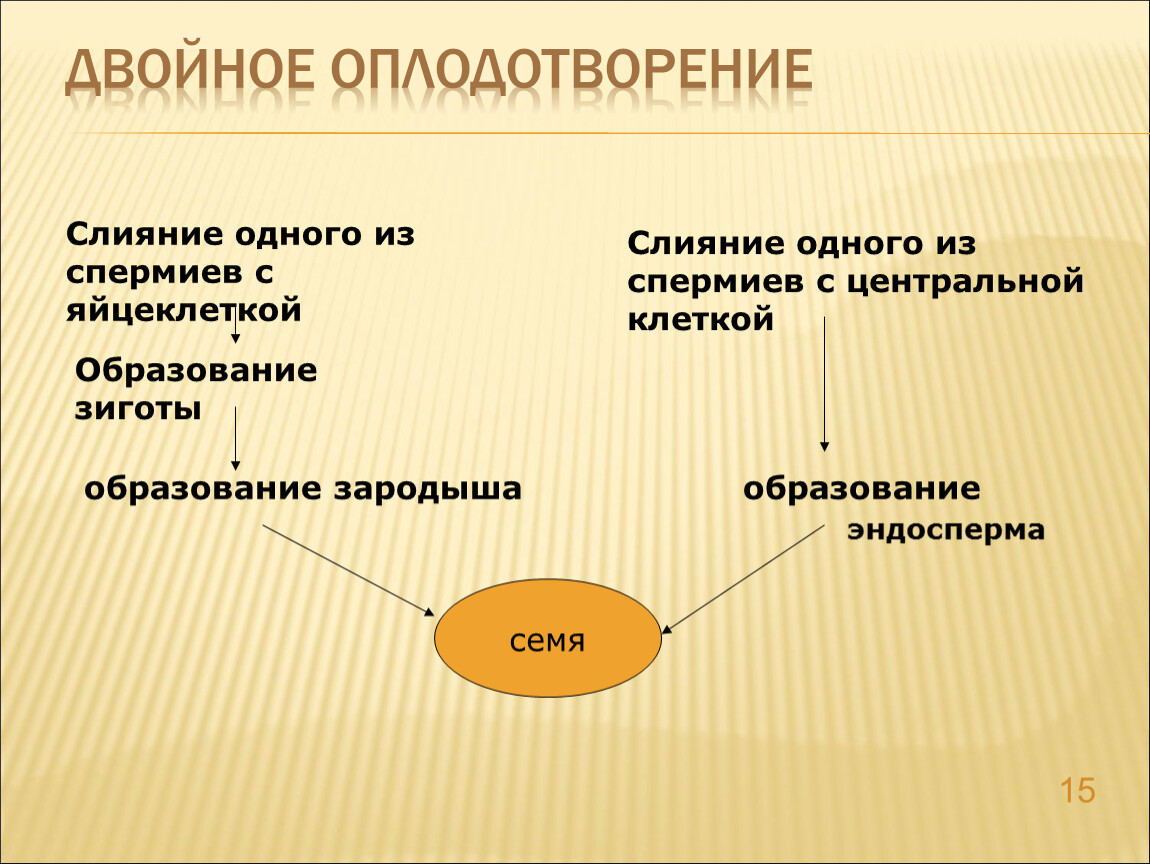 Двойная суть. Двойное оплодотворение суть процесса. Составьте схему двойного оплодотворения. Двойное оплодотворение кратко. Сущность двойного оплодотворения.