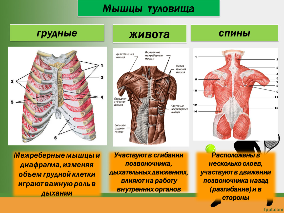 Передняя часть человека. Роль мышц туловища спереди. Функции туловища спереди.