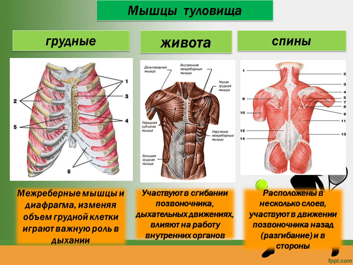 Мышцы тела 8 класс. Роль мышц туловища спереди. Мышцы туловища сзади 8 класс биология. Строение торса сзади. Мышцы туловища спереди функции.