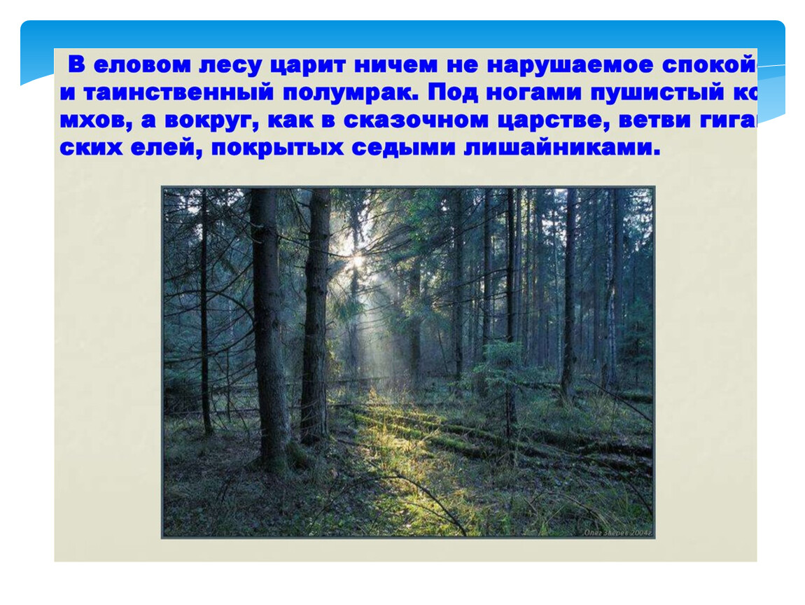 В еловом лесу с утра до позднего. Презентация еловый лес. Еловый лес информация. Сообщение о еловом лесу. Описание елового леса.