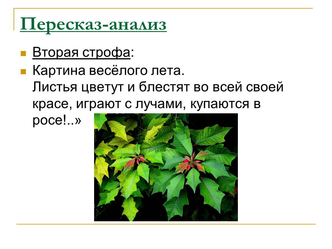 Анализ стихотворения тютчева листья 6 класс. Тютчев листья. Ф.И.Тютчева 