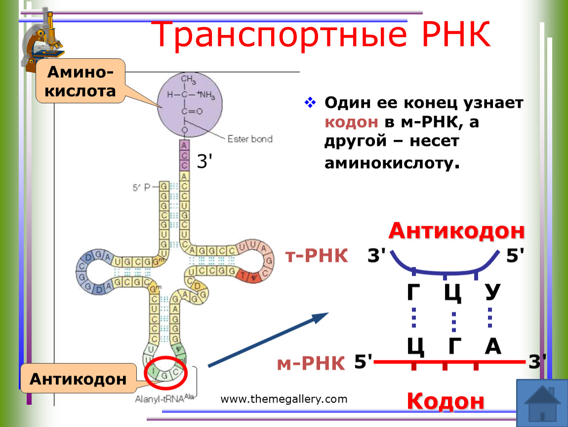 Т рнк это белок. Т РНК строение антикодон. Взаимодействие ТРНК С аминокислотой. ТРНК И ИРНК кодоны. ТРНК.