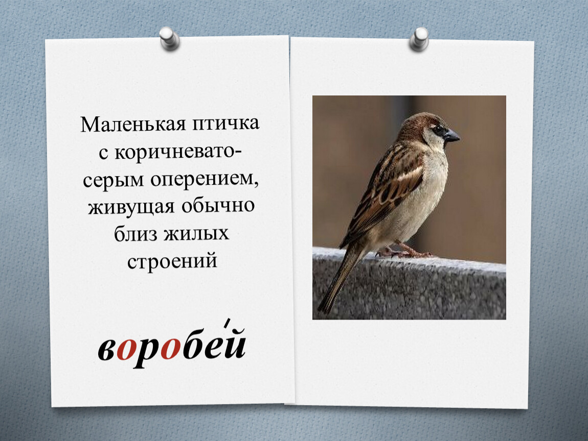 Как живете обычно. Маленькая птичка с каричновата серым оперение. Маленькая птичка с коричневым серым оперением. Птичка маленькая маленькая с коричневато-серым оперением. Воробей маленькая птичка с коричневато-серым оперением.