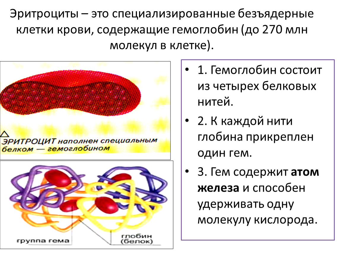 Безъядерные клетки. Эритроциты безъядерные клетки. Безъядерные форменные элементы крови содержащие гемоглобин. Безъядерные клетки эукариот. Ядерные и безъядерные клетки.