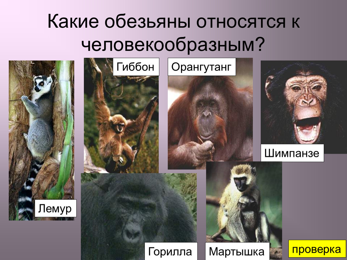 Человек обезьяна название. Человекообразные обезьяны виды. Человекообразные приматы. Человекоподобные обезьяны виды. Человекообра приматы представители.