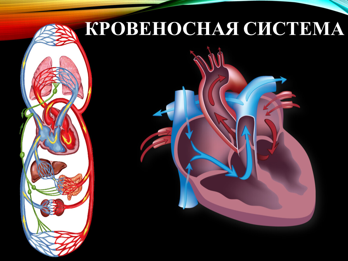 Кровеносные сосуды черви. Кровеносная система. Биология кровеносная система. Кровеносная система 8 класс биология. Транспортные системы организма.