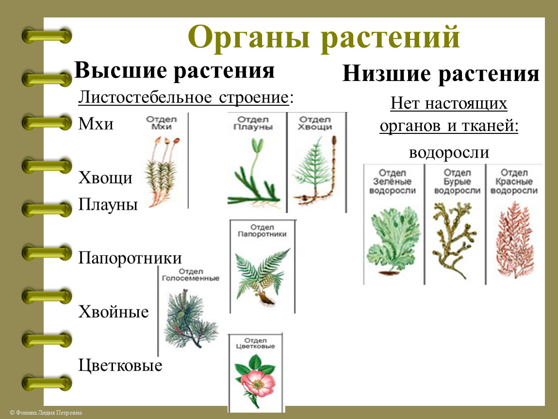 Строение растения в связи с условиями. Высшие растения споровые и семенные. Высшие семенные растения. Классификация в систематике растения крапивы.