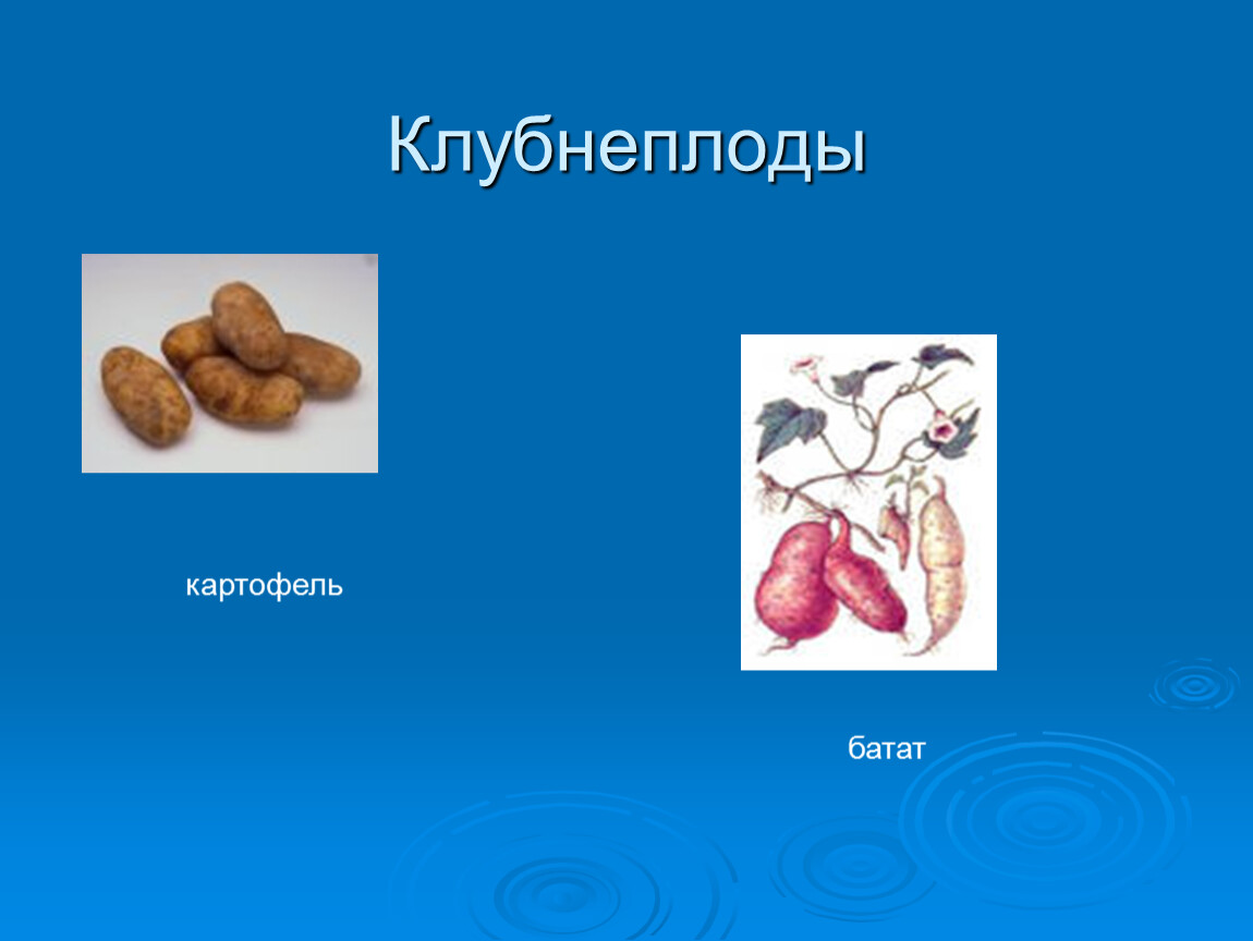 Хранение клубнеплодов. Клубнеплоды. Что относится к клубнеплодам. Классификация клубнеплодов. Клубнеплоды примеры.