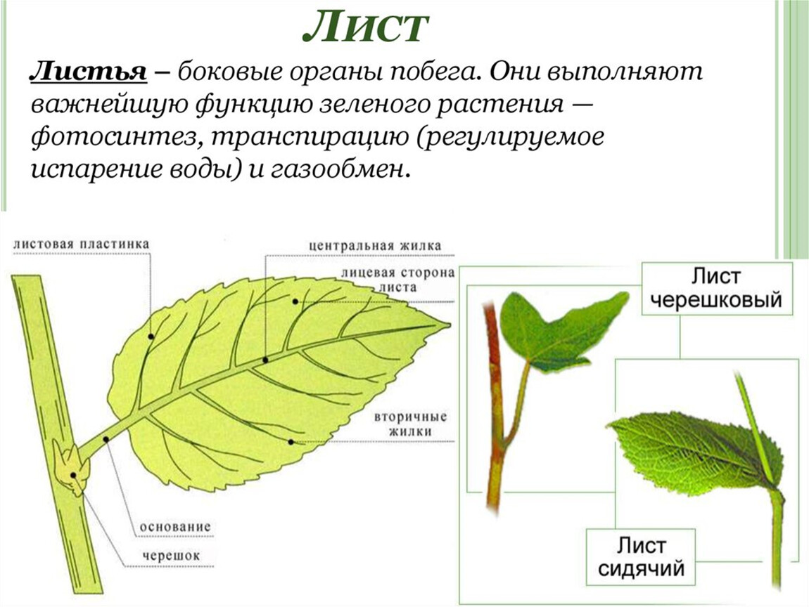 Листа по необходимому размеру. Лист- боковой орган побега.. Лист по биологии 6 класс побег. Вегетативные органы растений лист. Функция листьев в цветковом растение.