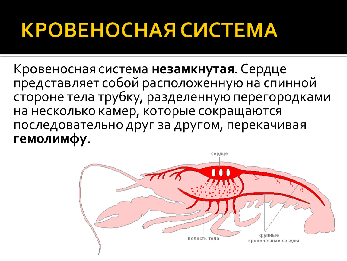 Кровеносная система членистоногих представлена. Членистоногие кровеносная система. Кровеносная система гидры незамкнутая.