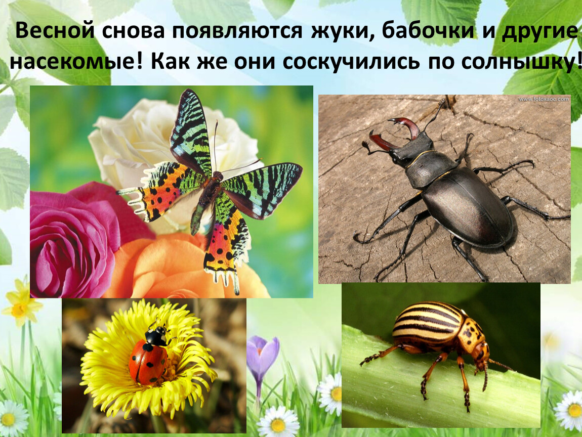 Жизнь насекомых весной. Просыпаются насекомые. Первые весенние насекомые. Какие насекомые появляются весной.