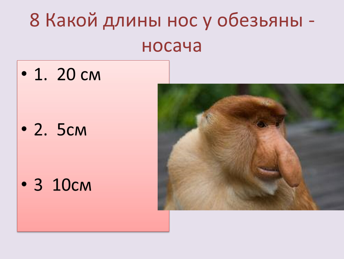 Какой размер носа. Какой нос у обезьяны. Нос шимпанзе. Длин нос абизяна. Длина носа.