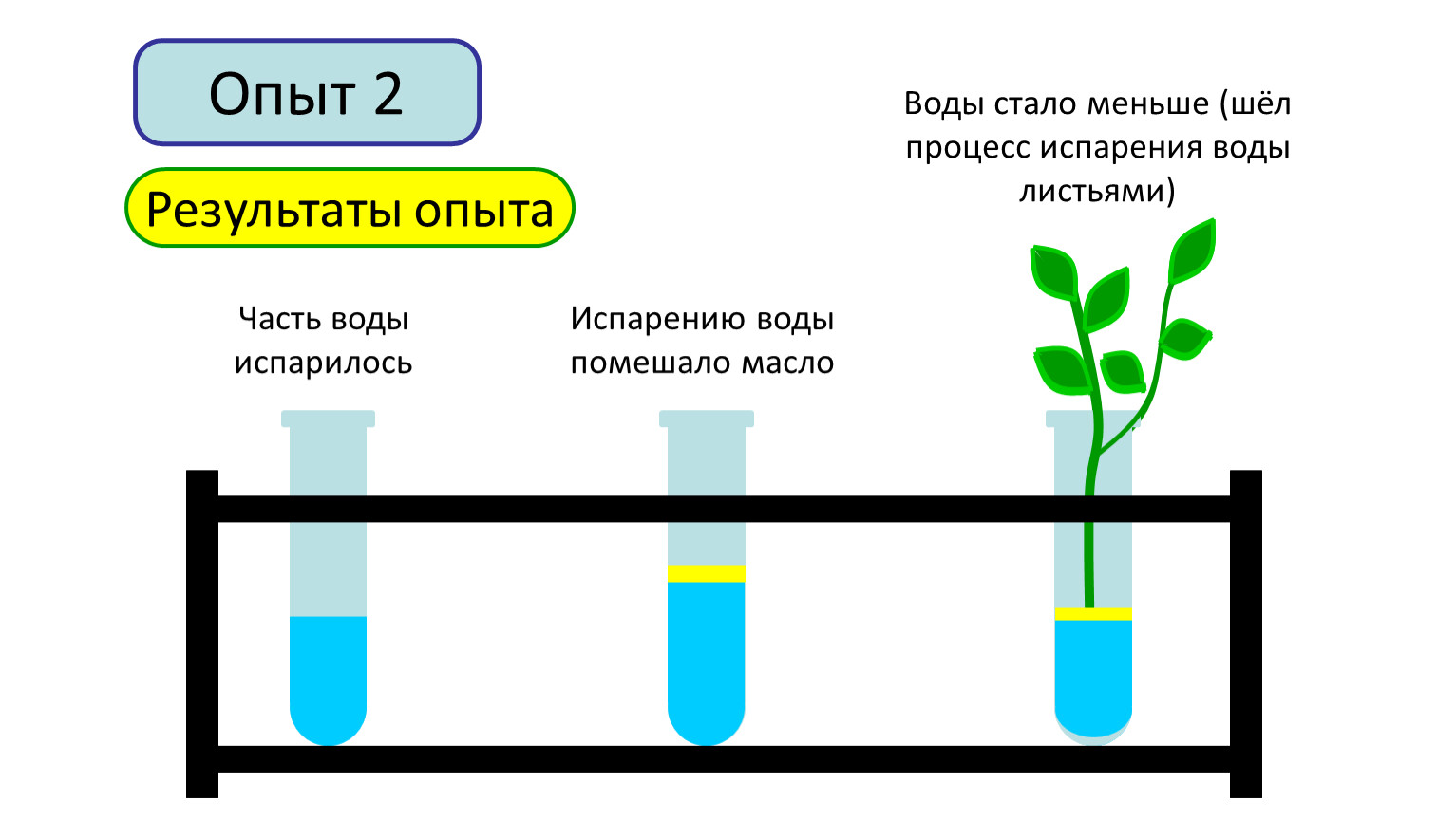 Какое значение имеет испарение для растений кратко. Процесс испарения воды листьями. Опыт испарение воды. Опыт показывающий испарение воды растениями. Изучение процесса испарения воды листьями.