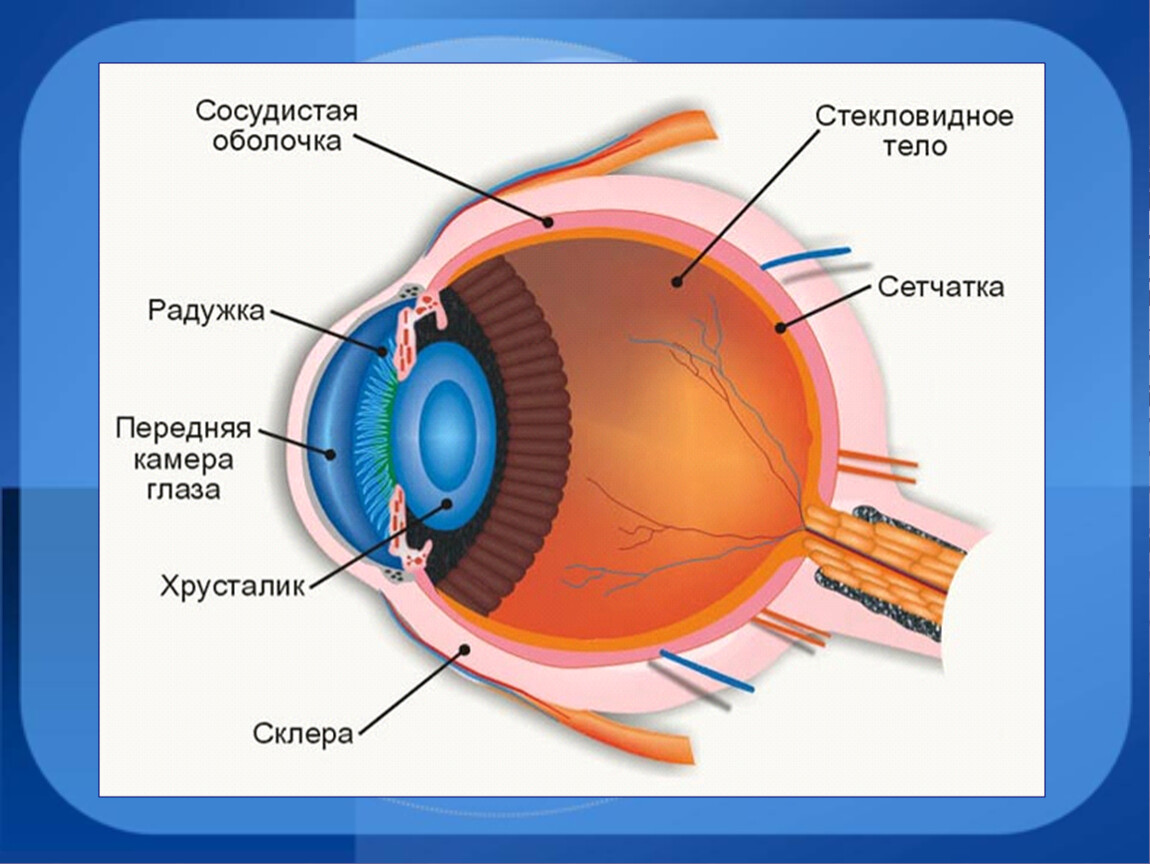 Презентация к уроку 