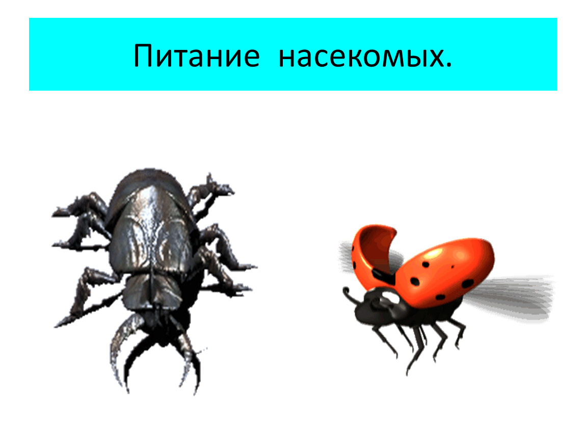 Питание насекомых