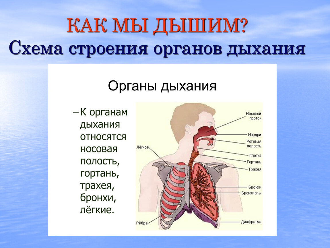 Как мы дышим 3 класс естествознание