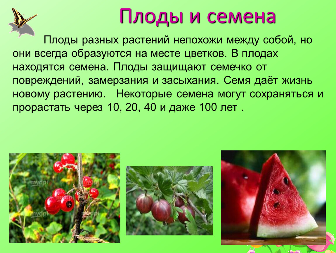 Для чего нужны плодовые. Плоды различных растений. Плоды и семена. Плоды и семена растений. Плоды и семена различных растений.