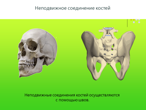 Кости скелета человека соединены неподвижно. Неподвижные кости. Неподвижное соединение костей. Кости с неподвижным соединением. Неподвижные кости в скелете человека.