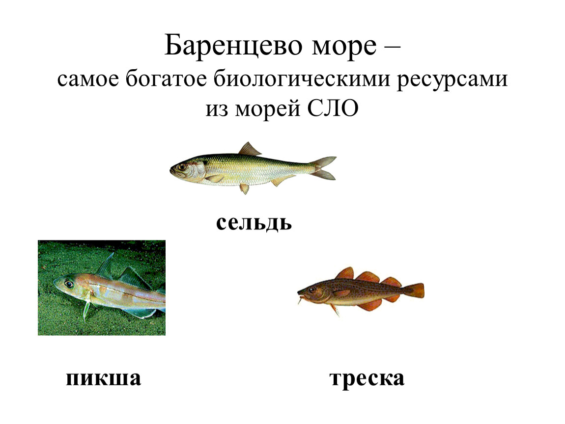 Богатства белого моря. Биологические ресурсы Баренцева моря. Бирлогическиересурсы Баренцова срря. Ресурсы баненцово моря. Рыбные ресурсы Баренцева моря.