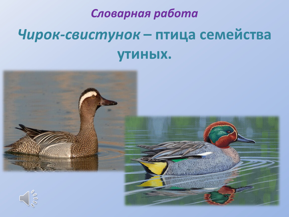 Птица семейства утиных кроссворд. Чирок свистунок голос. Чирок свистунок описание. Чирок свистунок в полете. Рассказ о Чирке - свистунке.