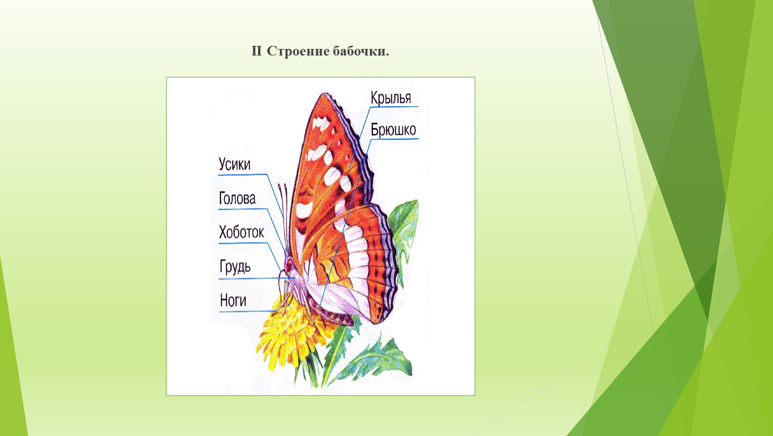 Схема строения бабочки для детей