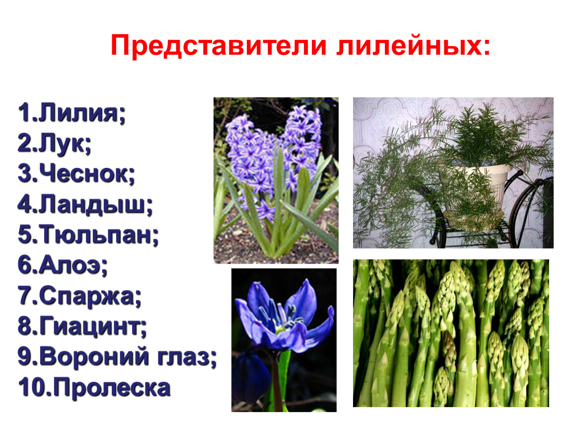 Три примера лилейных. Семейство Лилейные, ландышевые, луковые. Лилейные злаковые Лилия. Однодольные Лилейные растения. Однодольные Лилейные представители.