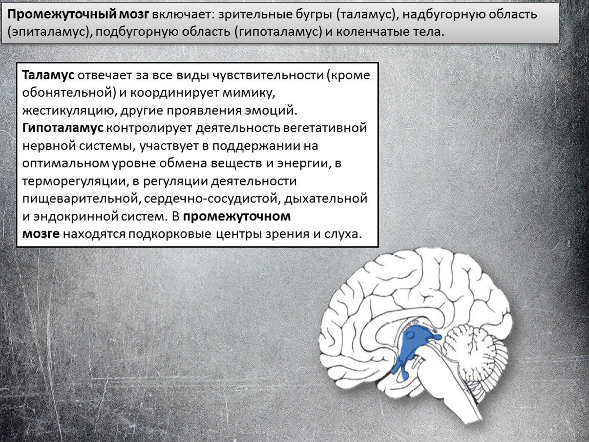 Мозг 9 класс