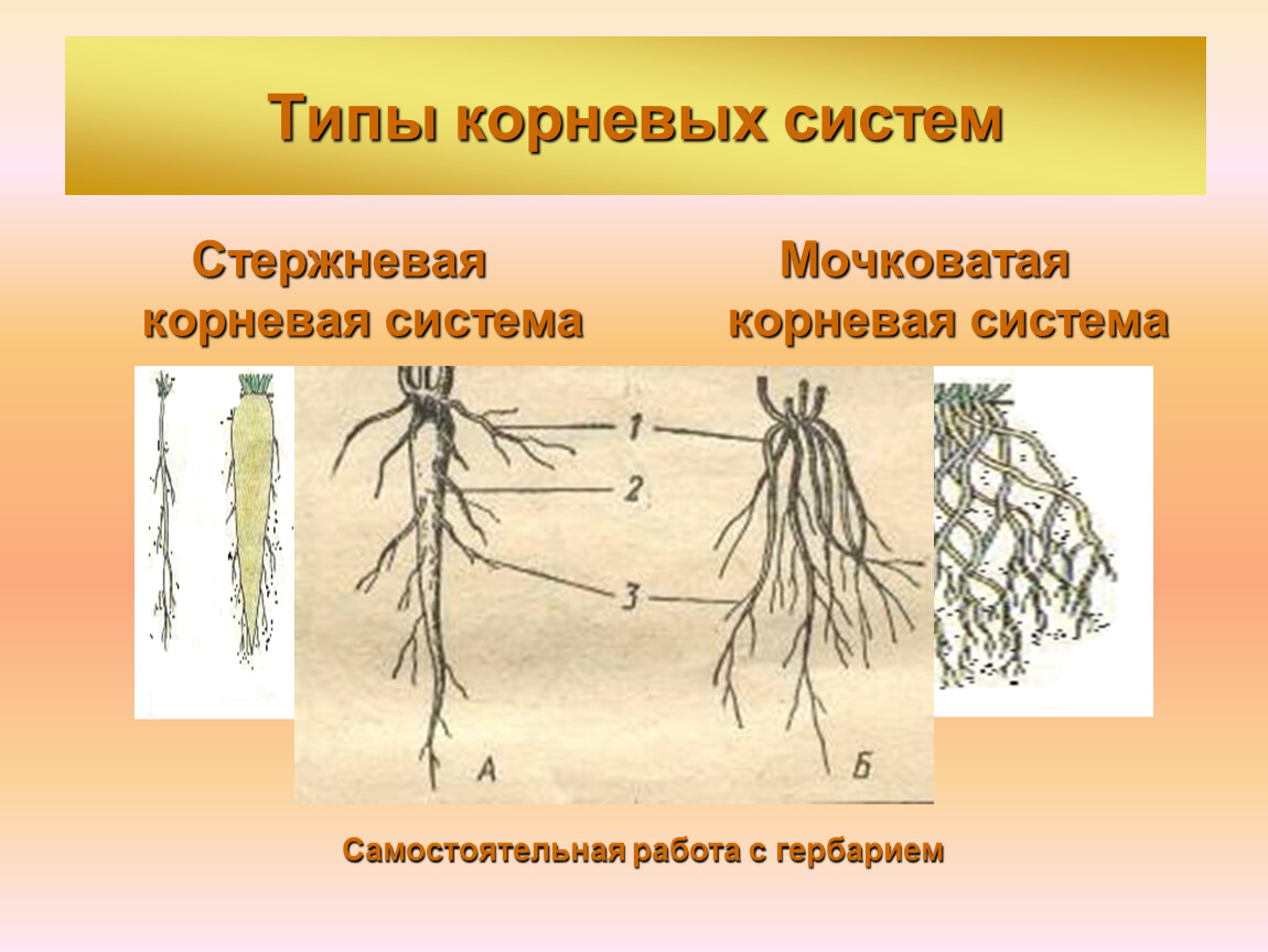 Признаки характерные для стержневой корневой системы