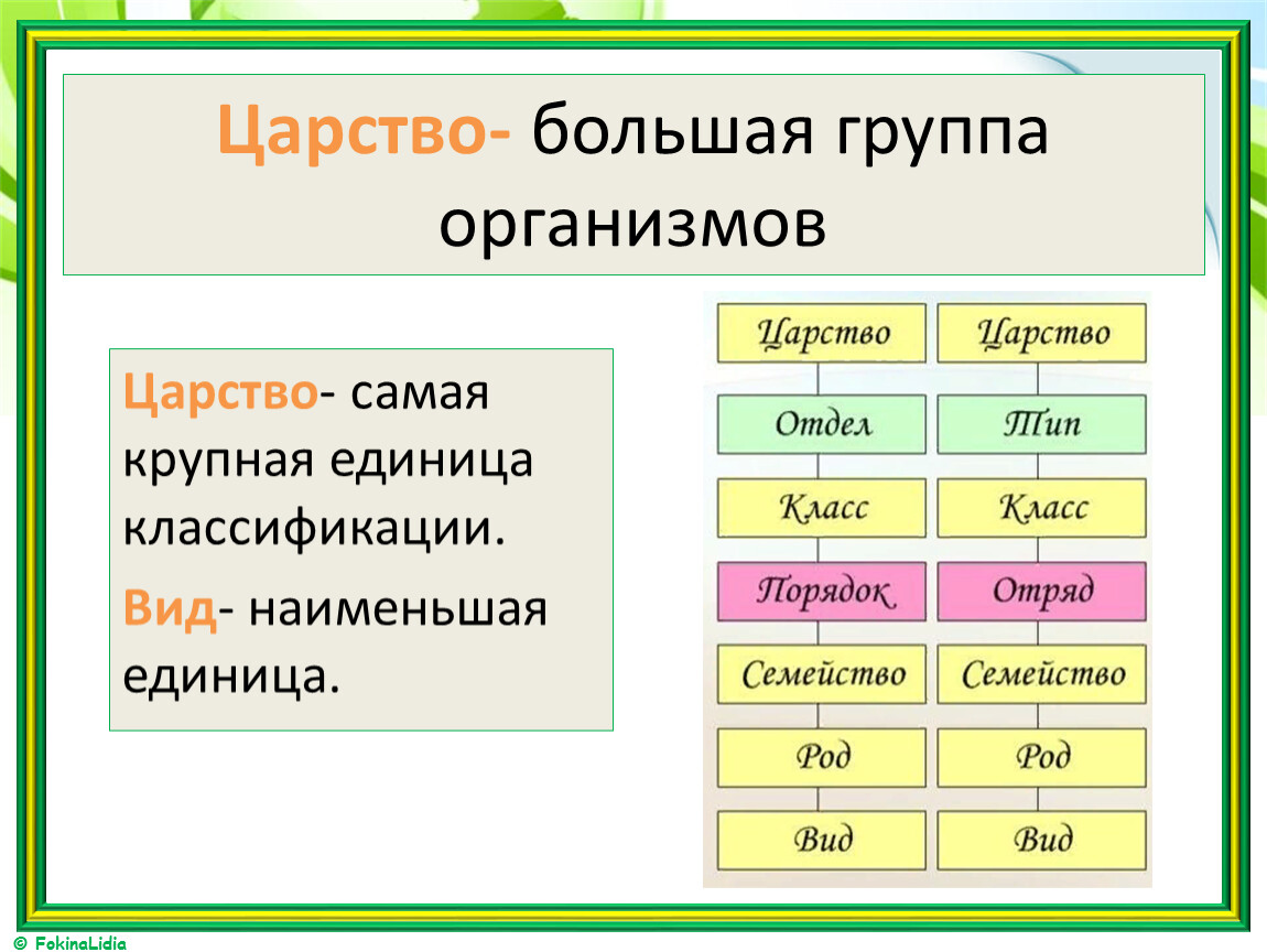 Классификация организмов 5 класс