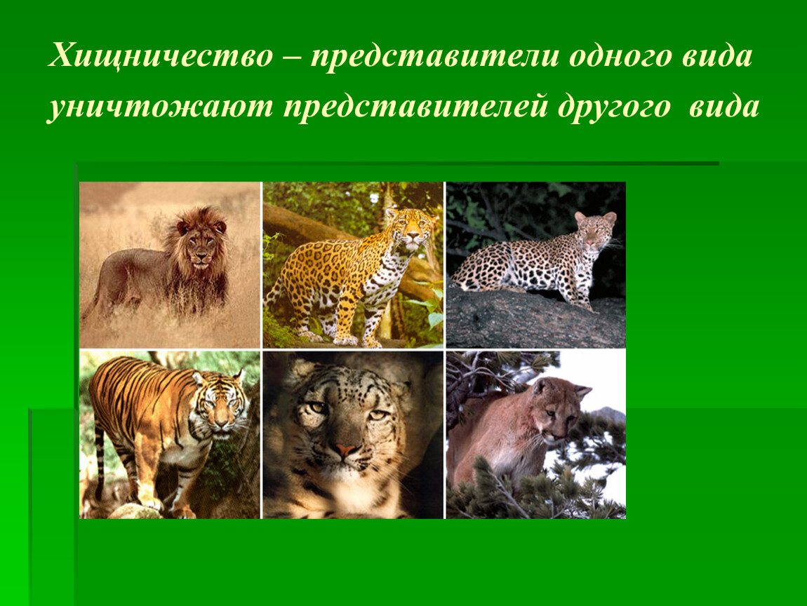 Хищничество примеры животных и растений. Хищничество представители. Хищничество это в биологии. Хищничество презентация.