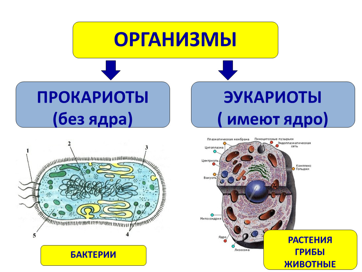Бактерии эукариотические организмы