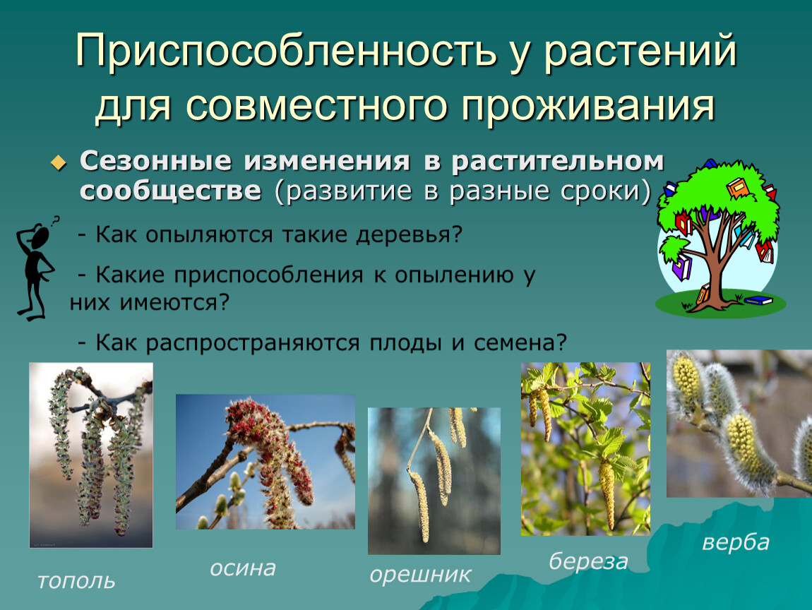 Растительные сообщества 7 класс биология доклад. Приспособления растений к условиям обитания. Приспособленность растений. Различные приспособления у растений. Сезонные изменения в растительном сообществе.