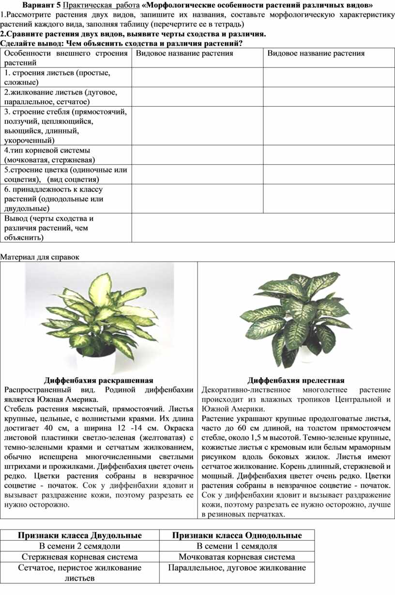 Лабораторная работа морфологические особенности растений различных видов