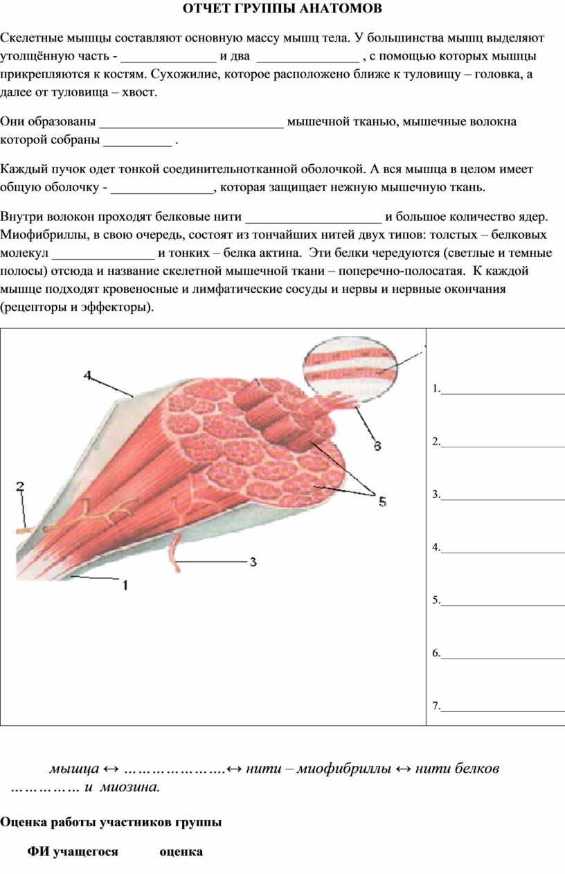 Строение мышц человека