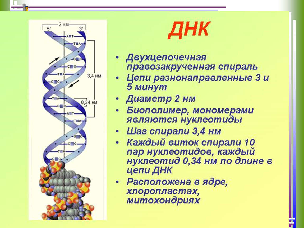Значение молекул днк. Расшифровка строения молекулы ДНК. Структура двухцепочечной молекулы ДНК. Структура, строение ДНК молекулы. Расшифровка структуры молекулы ДНК.