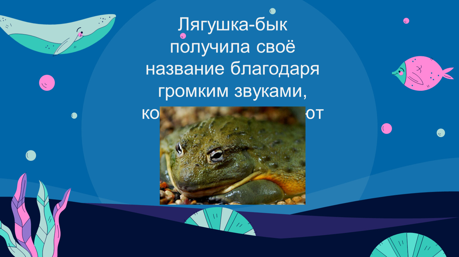 Лягушка-бык получила своё название благодаря громким звуками, которые напоминают мычание быка