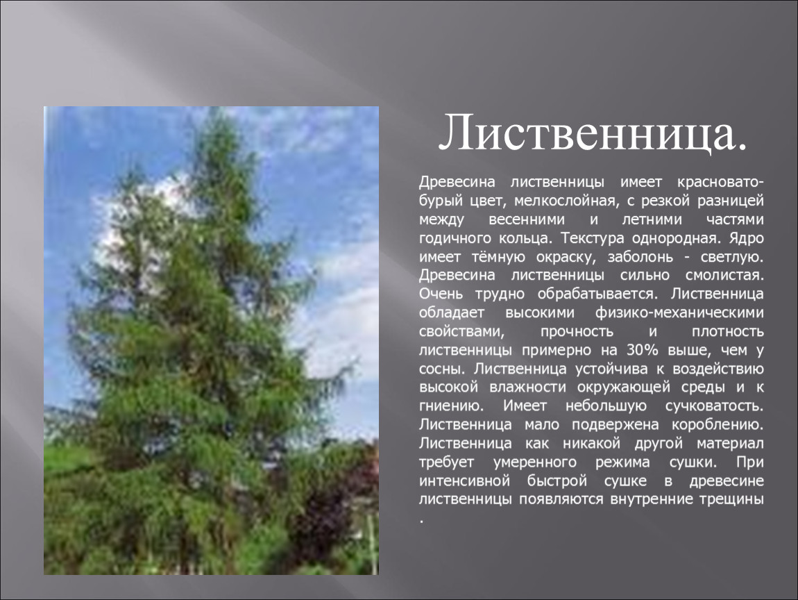 Лиственница описание. Лиственница информация. Лиственница дерево описание. Лиственница доклад. Сообщение о дереве лиственница.