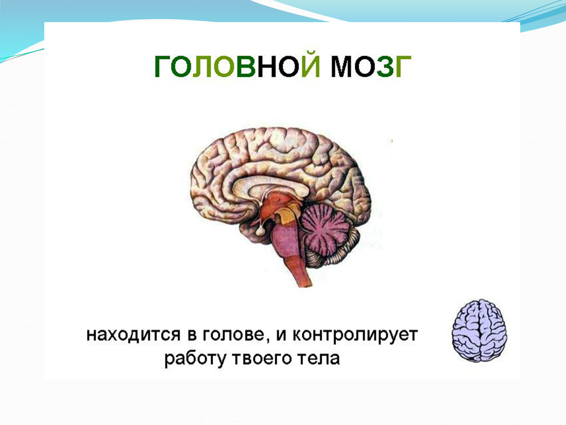 Мозг главный орган. Головной мозг. Строение головного мозга. Строение головного мозга человека. Головной мозг рисунок.