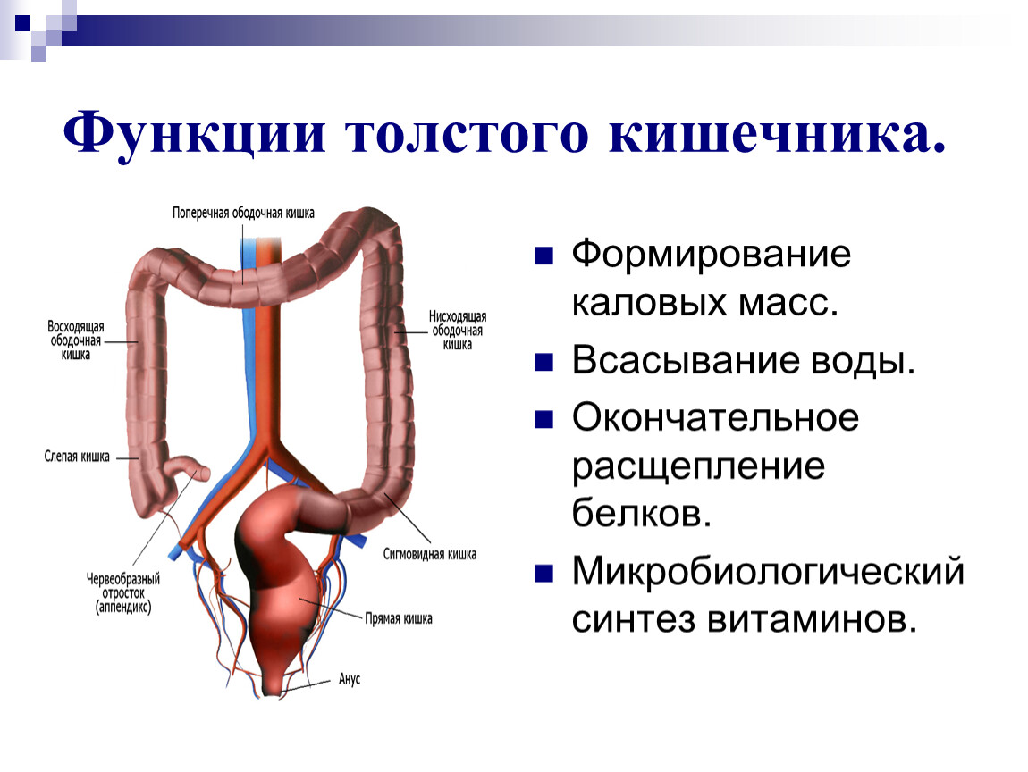 В состав какой системы входит толстый кишечник. Функции толстой кишки в организме человека. Функция тонкой кишки строение в организме человека. Толстый кишечник отделы строение функции. Отделы Толстого и тонкого кишечника анатомия.