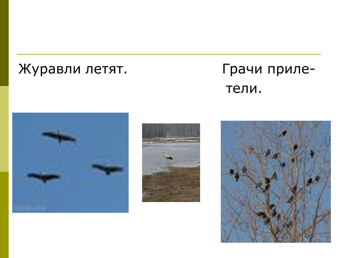 Погода х грачи. Как летят Грачи. Грачи улетают на Юг. Грачи улетели. Грач летит.