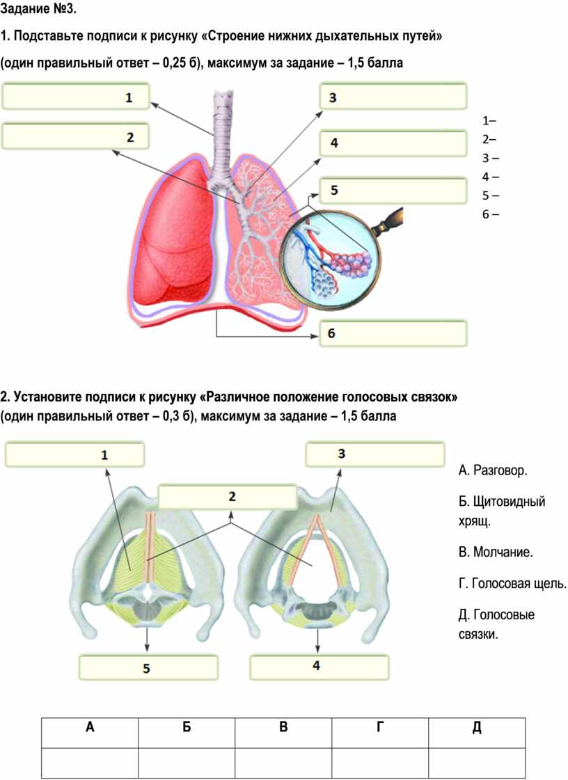 Выберите три верно обозначенные подписи к рисунку на котором изображено строение одного из органов